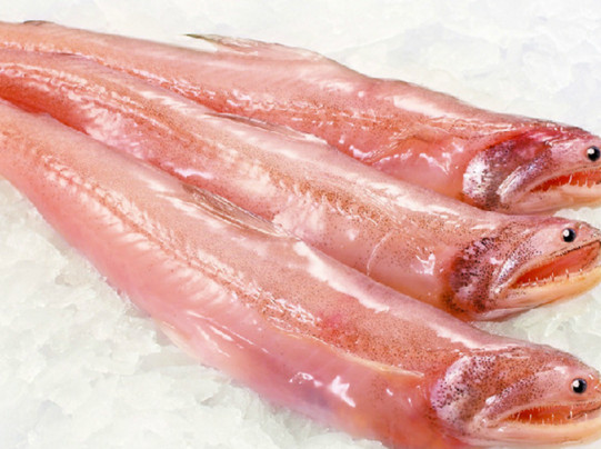 龍頭魚有刺嗎？龍頭魚有魚鱗嗎