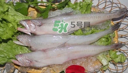 龍頭魚孕婦可以吃嗎？孕婦能吃龍頭魚嗎