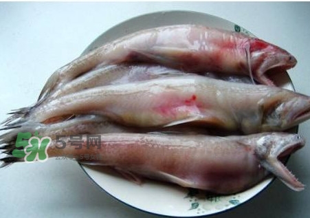 龍頭魚可以冷凍嗎？龍頭魚怎么保存