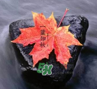 立秋后是不是早晚天氣涼？立秋后天氣有什么變化？