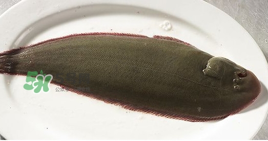 龍利魚(yú)多少錢(qián)一斤？龍利魚(yú)是什么魚(yú)