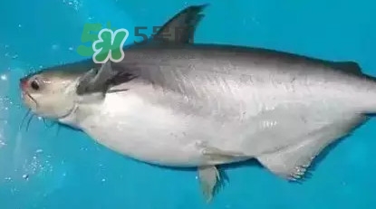 龍利魚怎么挑選？龍利魚與越南巴沙魚的區(qū)別