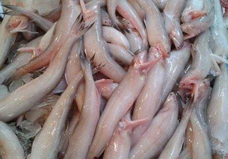 龍頭魚(yú)為什么有甲醛？龍頭魚(yú)為什么叫龍頭魚(yú)