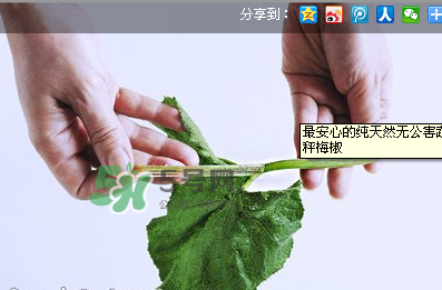 南瓜苗怎么做好吃？南瓜苗怎么撕？