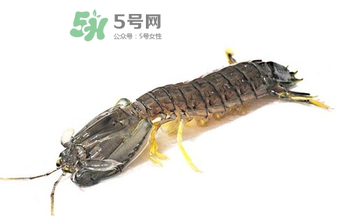 蝦蛄蝦殼怎么剝才好？蝦蛄怎么清洗