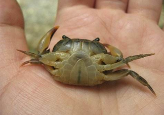 海螃蟹死了還能吃嗎？海螃蟹死了多久還能吃？