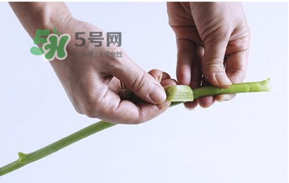 南瓜苗怎么做好吃？南瓜苗怎么撕？