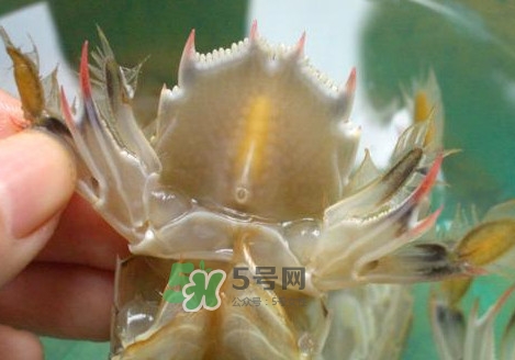 蝦蛄怎么吃？蝦蛄怎么做好吃？