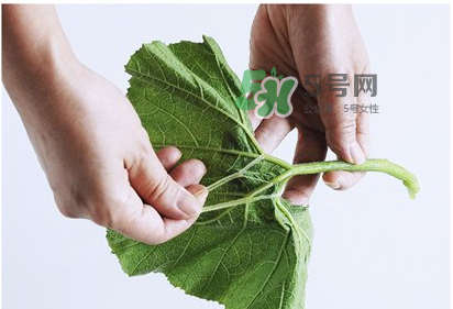 南瓜苗怎么做好吃？南瓜苗怎么撕？