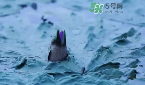 雞頭米是什么？雞頭米是芡實(shí)嗎