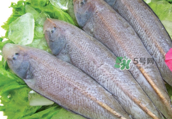 龍利魚有刺嗎？龍利魚有魚鱗嗎