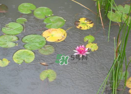 2017處暑會(huì)下雨嗎？處暑會(huì)下雨好嗎？