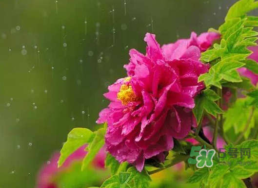2017處暑會(huì)下雨嗎？處暑會(huì)下雨好嗎？