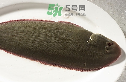 活的龍利魚怎么保存？新鮮龍利魚能放多久