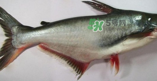 龍利魚是淡水魚嗎？龍利魚是巴沙魚嗎