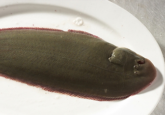 活的龍利魚怎么保存？新鮮龍利魚能放多久