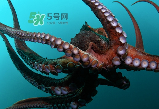 章魚的墨汁有毒嗎？章魚有寄生蟲嗎
