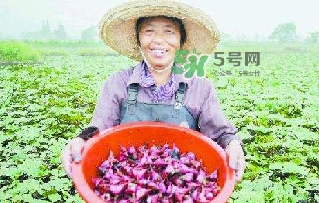 紅菱怎么種植？新鮮紅菱怎么保存