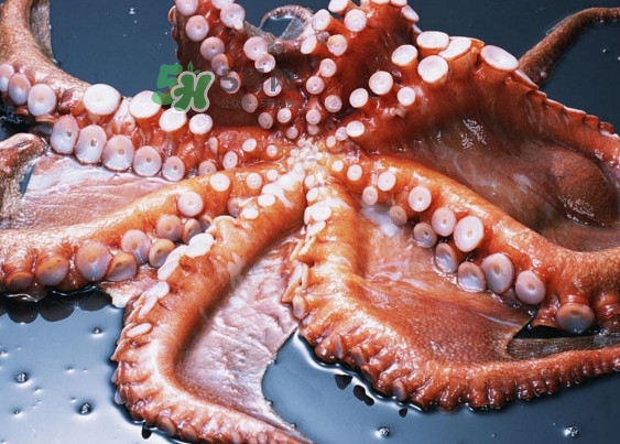章魚有幾個心臟？章魚有幾條腿