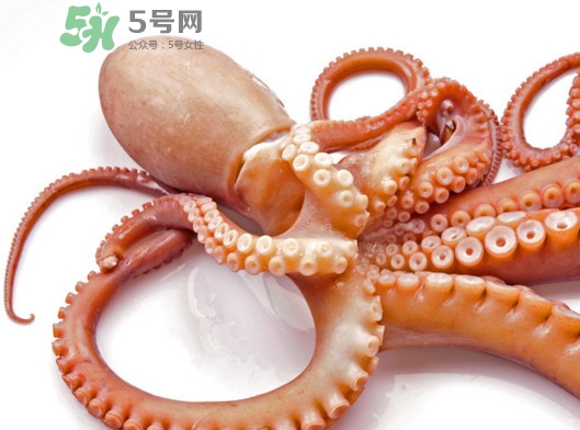 章魚血是什么顏色？章魚血為什么是藍(lán)色？