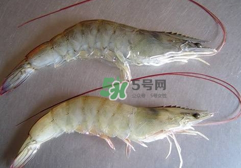 白蝦有寄生蟲嗎？如何選購新鮮的蝦