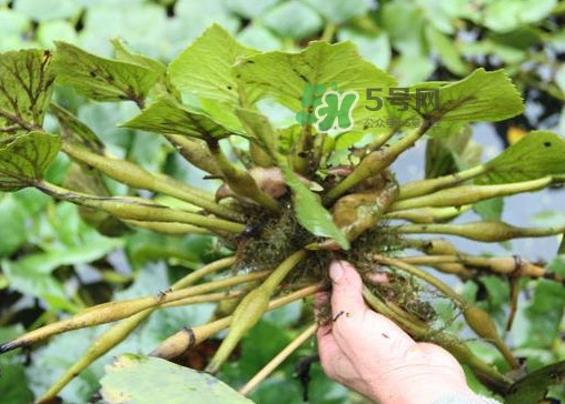 紅菱怎么種植？新鮮紅菱怎么保存