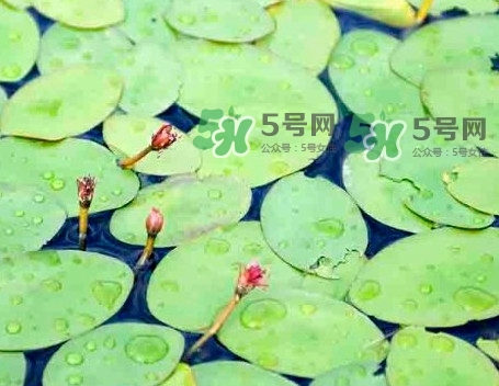 莼菜怎么讀？莼菜是哪里的特產(chǎn)