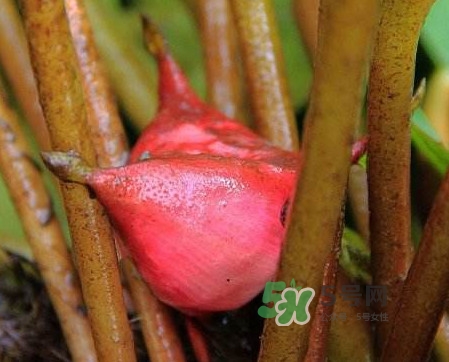 紅菱怎么吃？吃紅菱有什么好處？