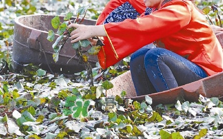 紅菱什么時(shí)候上市？什么時(shí)候采紅菱