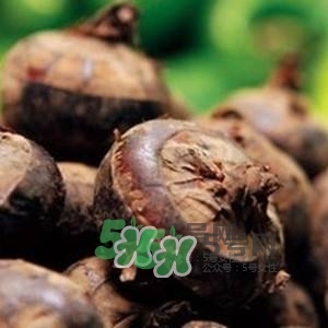 野荸薺是什么樣子的？野荸薺的營養(yǎng)價值