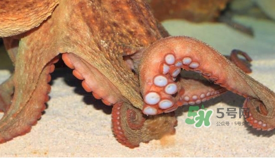 章魚怎么處理？章魚怎么殺