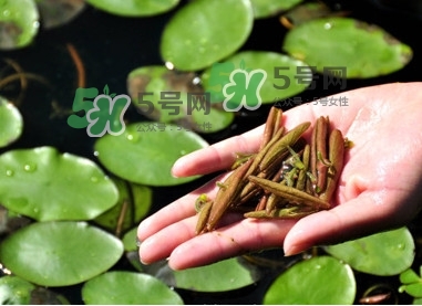 莼菜怎么讀？莼菜是哪里的特產(chǎn)