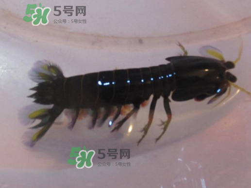 七彩神蝦是什么蝦？七彩神蝦怎么回事？