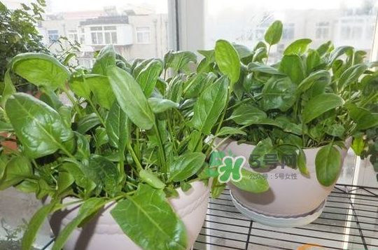 八月份可以種菠菜嗎？波菜8月中旬種可以嗎？