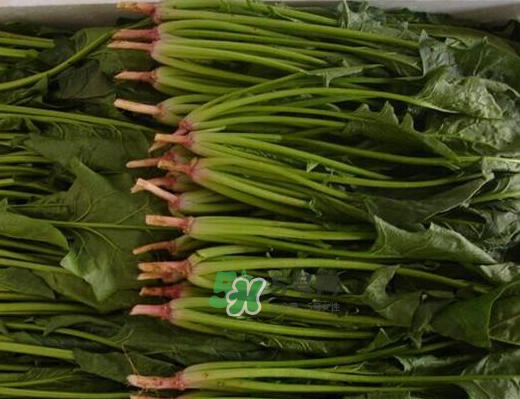 八月份可以種菠菜嗎？波菜8月中旬種可以嗎？