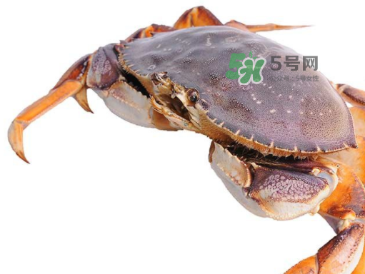 太子蟹好吃還是面包蟹好吃？太子蟹和面包蟹的區(qū)別