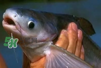 巴沙魚有刺嗎？巴沙魚有寄生蟲嗎