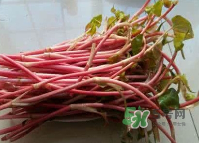 魚腥草一次吃多少最好？魚腥草一天吃多少合適