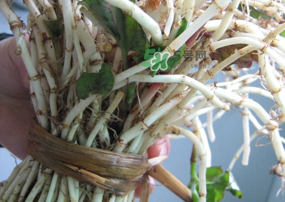 魚腥草干的好還是新鮮的好？干的魚腥草怎么吃最好