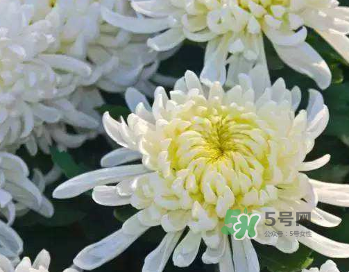 八月份能扦插菊花嗎？菊花可以8月份扦插嗎？