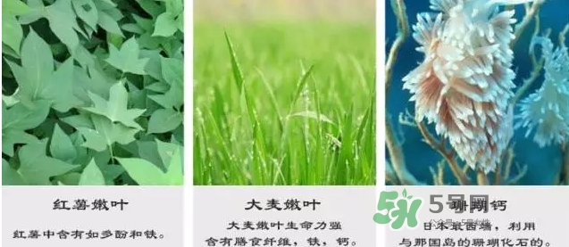 pola青汁效果怎么樣？pola青汁酵素酵素功效