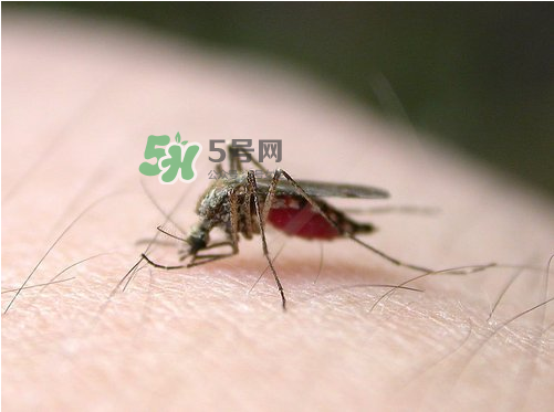 九月份還有蚊子嗎？9月份還有蚊子嗎？