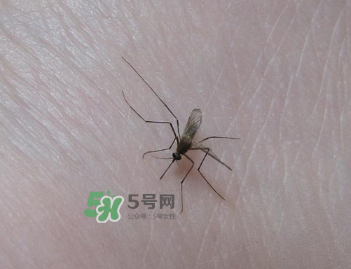 九月份還有蚊子嗎？9月份還有蚊子嗎？
