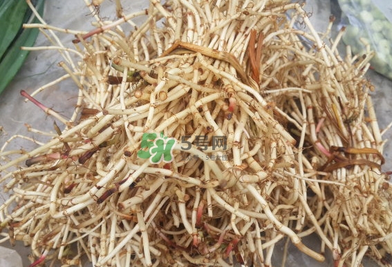 折耳根是什么？折耳根是哪里的特產(chǎn)？