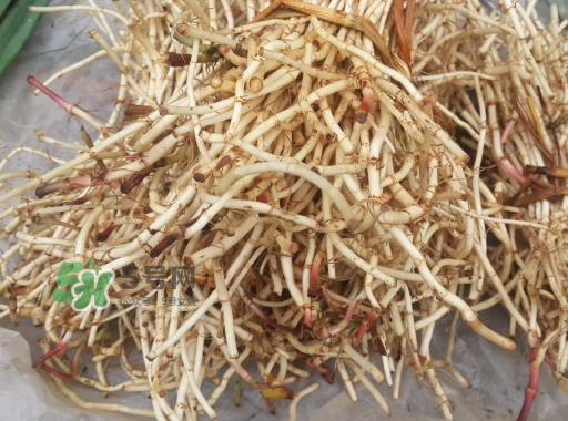 新鮮的折耳根怎么保存？折耳根能放多久