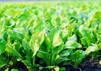 八月份可以種菠菜嗎？波菜8月中旬種可以嗎？