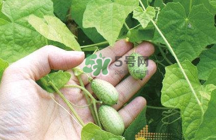 拇指西瓜什么時候種植最好？拇指西瓜哪里可以買到