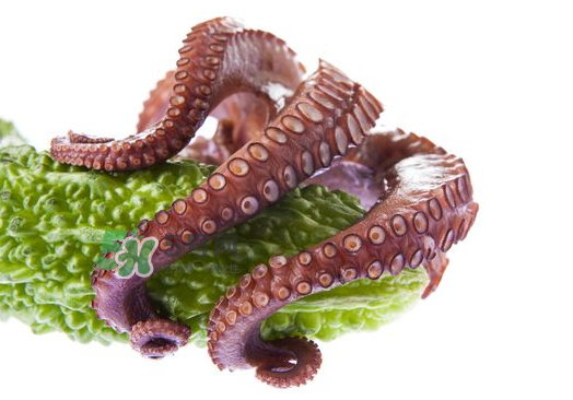 八爪魚什么季節(jié)最好吃？八爪魚什么時候有籽？