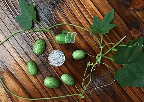 拇指西瓜多少錢一斤？拇指西瓜一口能吃幾個(gè)？