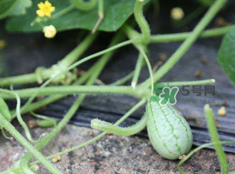 拇指西瓜什么時候種植最好？拇指西瓜哪里可以買到